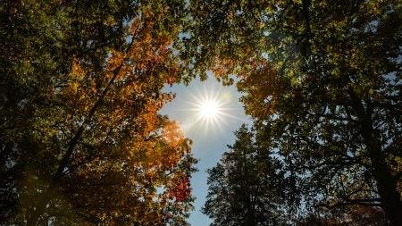 Autumn trees being illuminated by sun in middle of the photo.